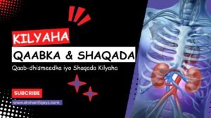 Read more about the article kelyaha: Qaabka iyo Shaqada